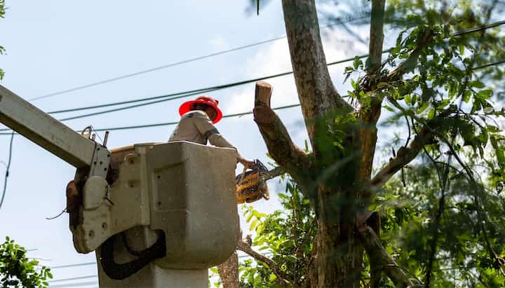 Tree care and maintenance services in Oakland