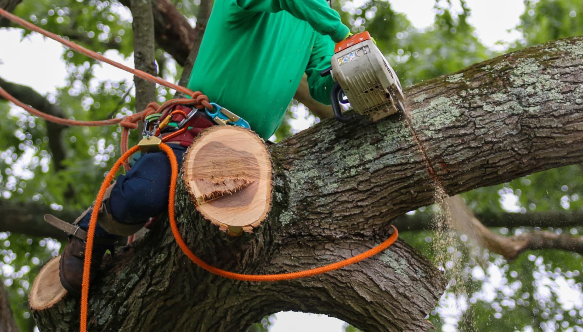 Relax with Oakland best tree removal.