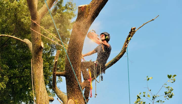 Oakland tree removal experts solve tree issues.