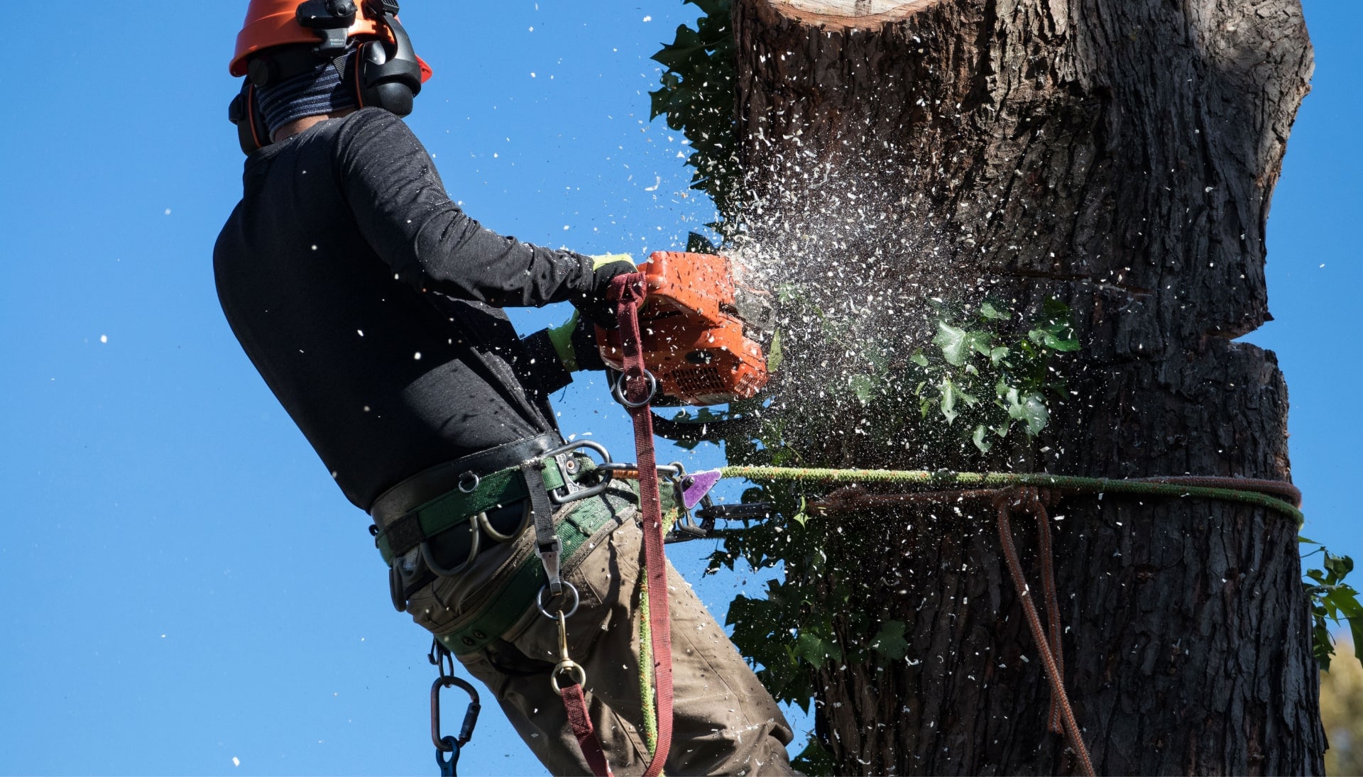 Professional Tree removal solutions in Oakland