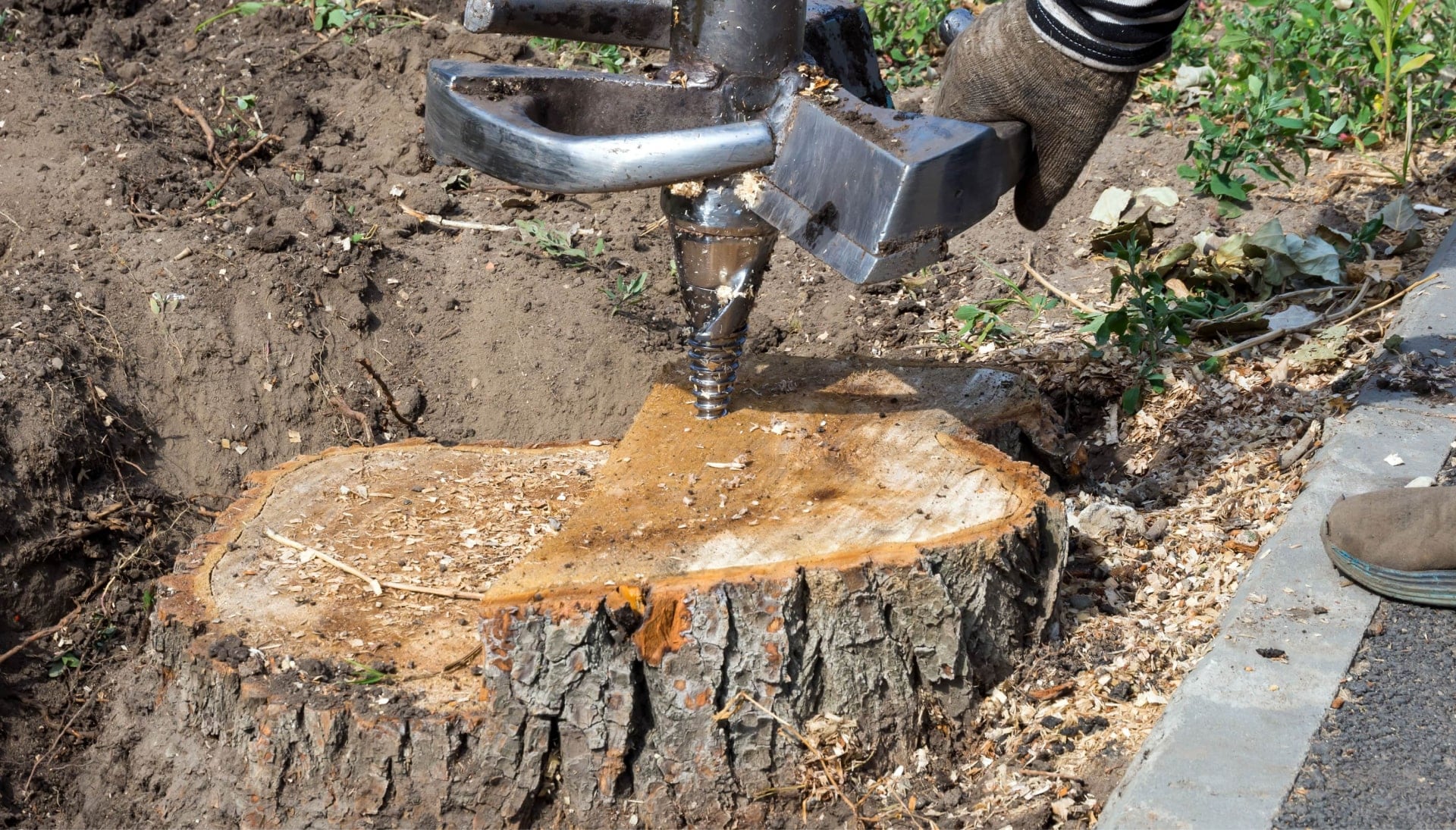 Oakland Tree stump removal